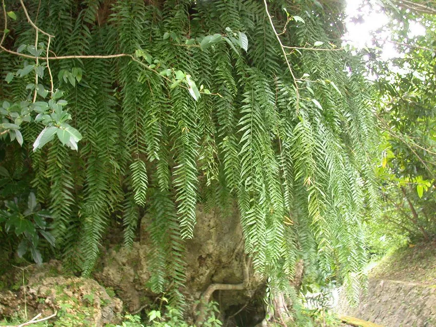 nephrolepis biserrata plant showing characteristic features