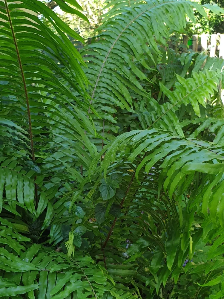 nephrolepis biserrata plant showing characteristic features