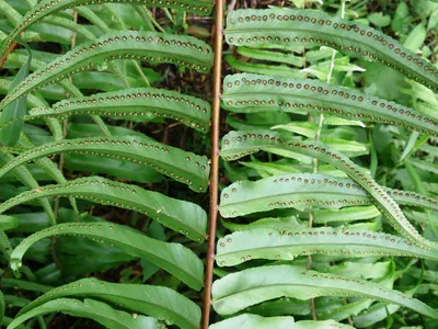 thumbnail nephrolepis biserrata
