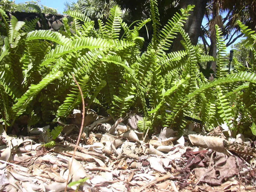 nephrolepis cordifolia plant showing characteristic features