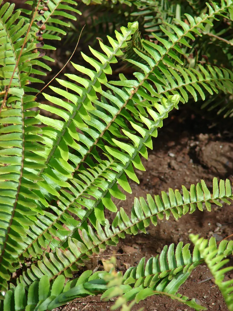 nephrolepis cordifolia plant showing characteristic features