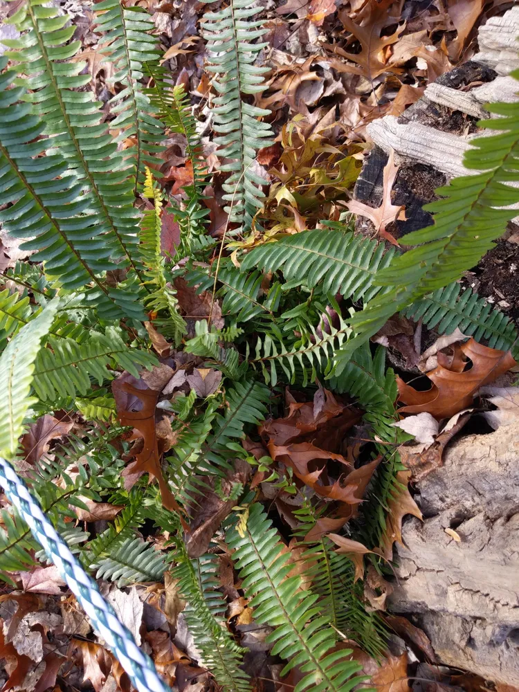 nephrolepis cordifolia plant showing characteristic features