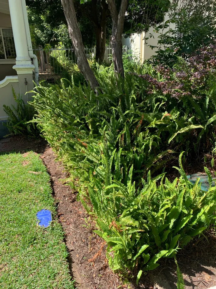 nephrolepis cordifolia plant showing characteristic features