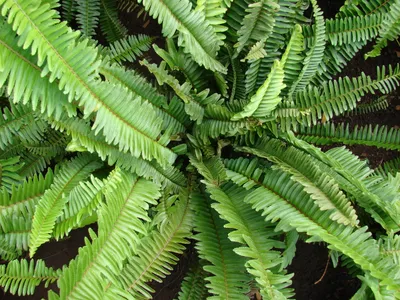 thumbnail nephrolepis cordifolia