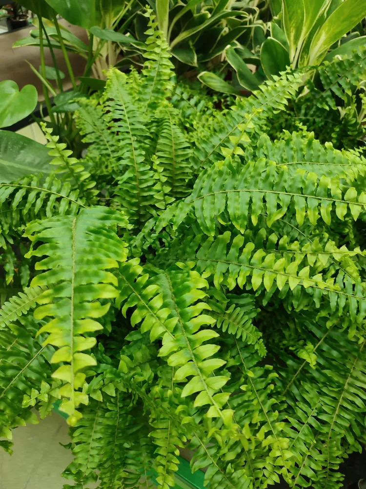 nephrolepis exaltata plant showing characteristic features