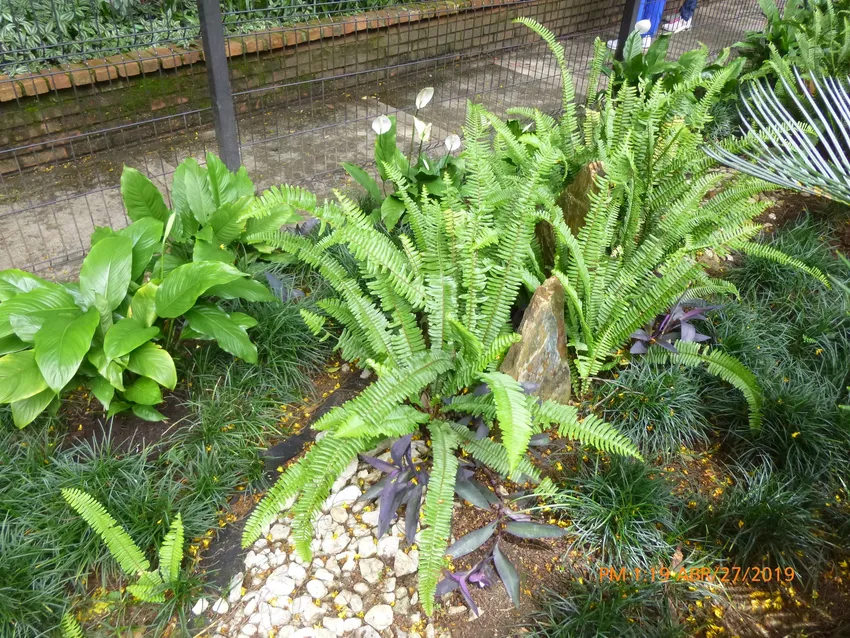 nephrolepis exaltata plant showing characteristic features