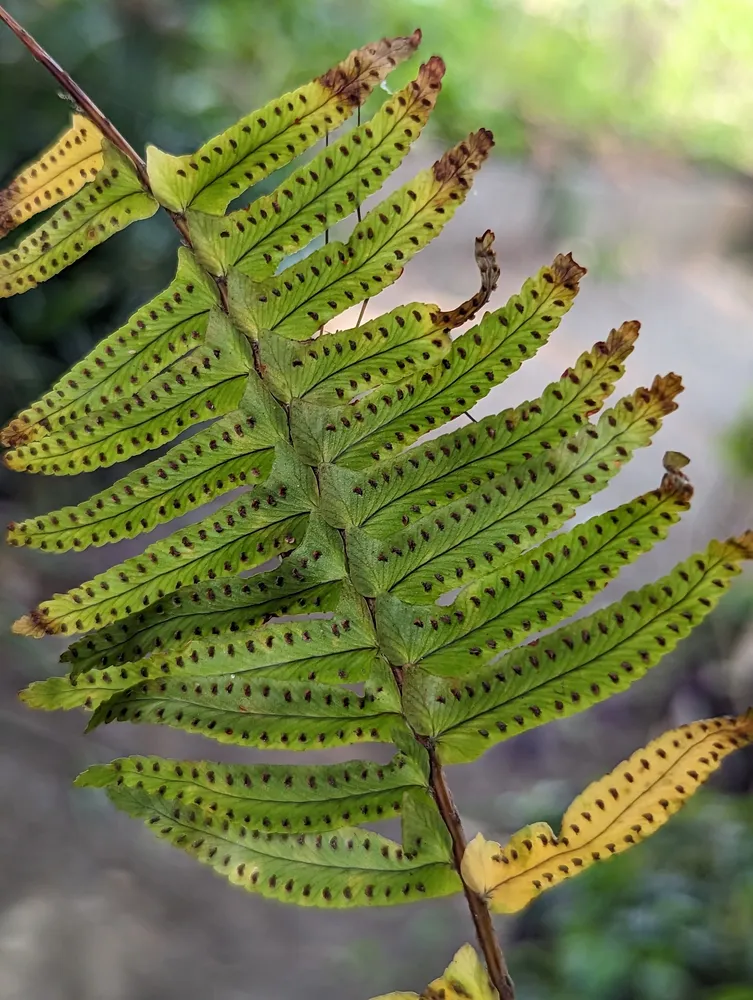 nephrolepis exaltata plant showing characteristic features