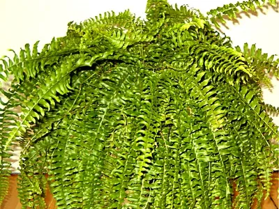 thumbnail nephrolepis exaltata