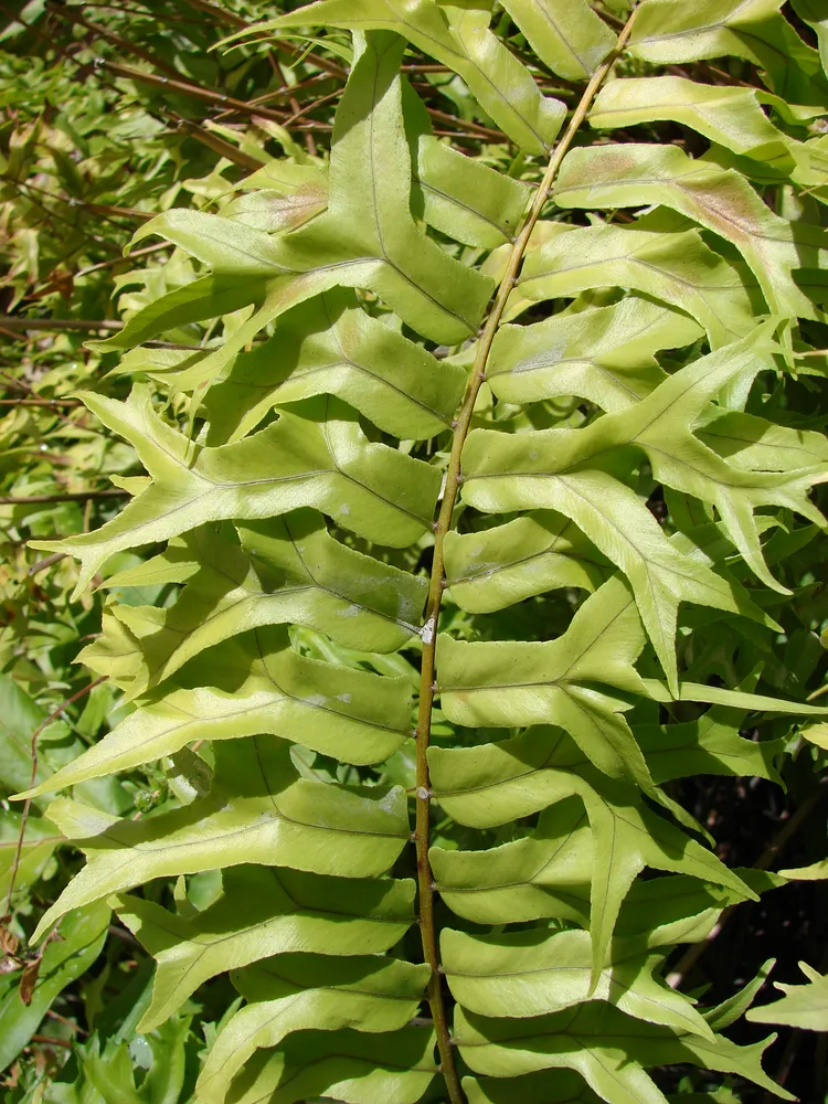 nephrolepis falcata plant showing characteristic features