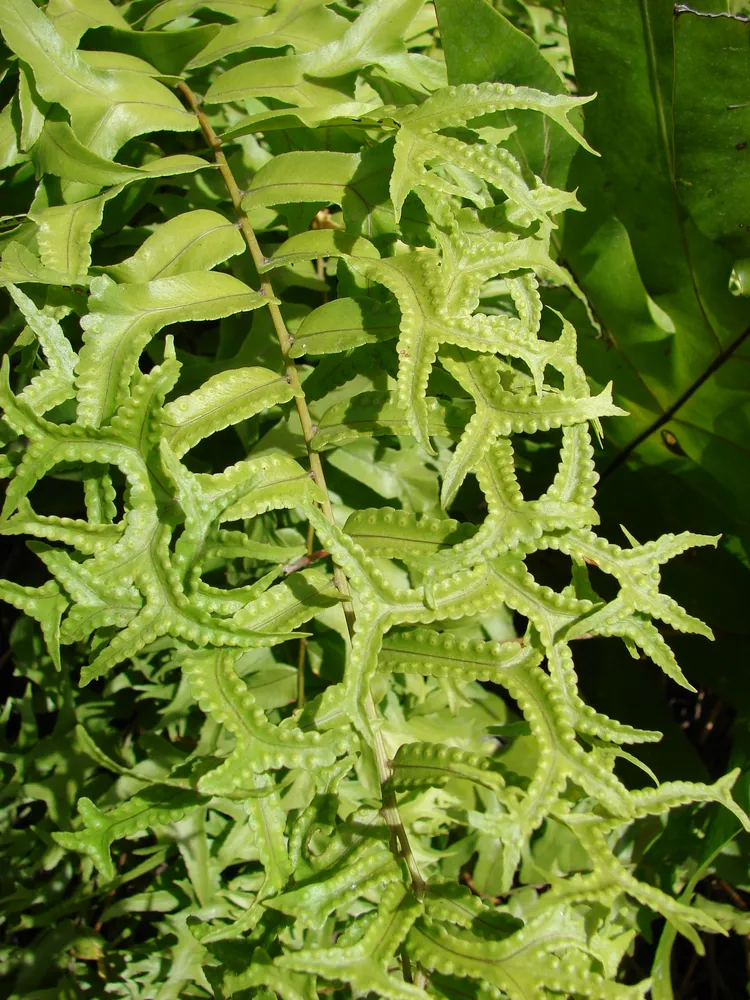 nephrolepis falcata plant showing characteristic features