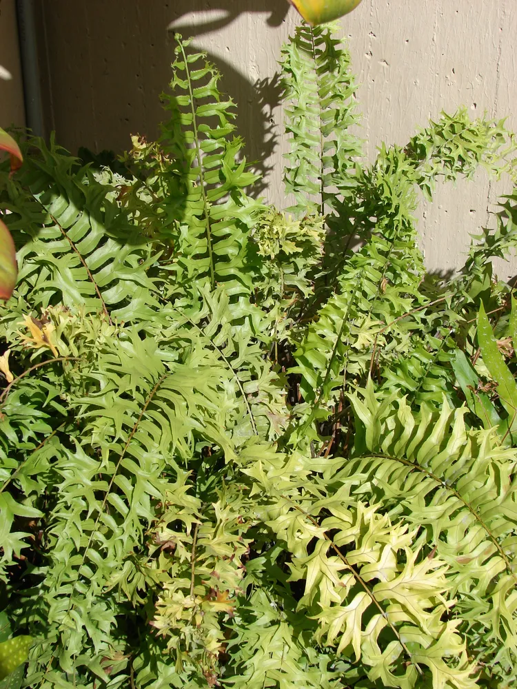 nephrolepis falcata plant showing characteristic features