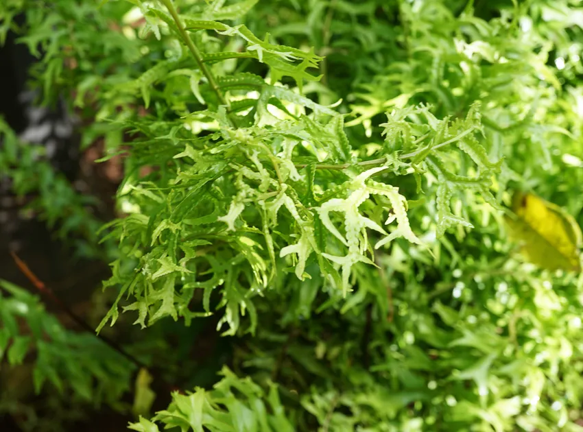 nephrolepis falcata plant showing characteristic features