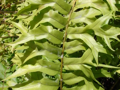 thumbnail nephrolepis falcata