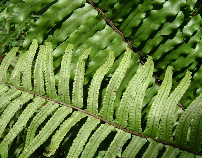 nephrolepis hirsutula plant showing characteristic features
