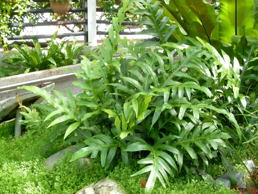 nephrolepis hirsutula plant showing characteristic features