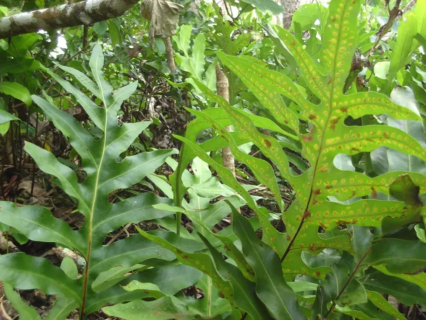 nephrolepis hirsutula plant showing characteristic features