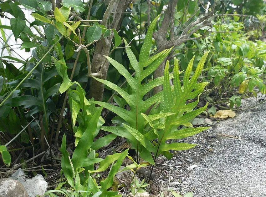 nephrolepis hirsutula plant showing characteristic features