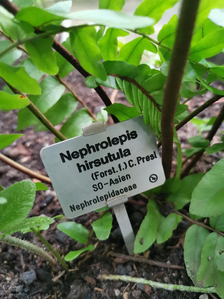 nephrolepis hirsutula plant showing characteristic features