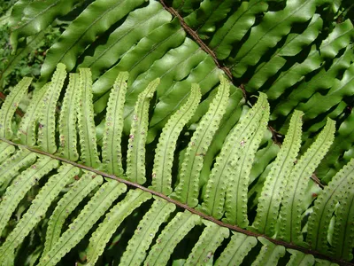 thumbnail nephrolepis hirsutula
