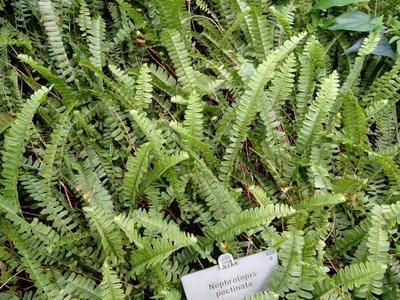 thumbnail nephrolepis pectinata