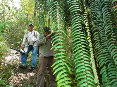 thumbnail nephrolepis pendula