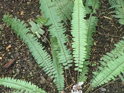thumbnail nephrolepis rivularis