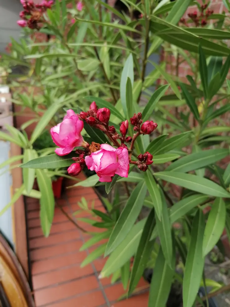 Plante nerium oleander montrant ses caractéristiques typiques