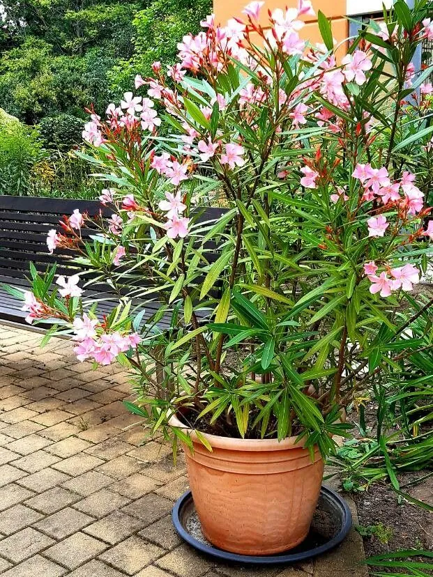 Plante nerium oleander montrant ses caractéristiques typiques