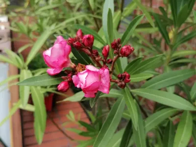 Image miniature nerium oleander