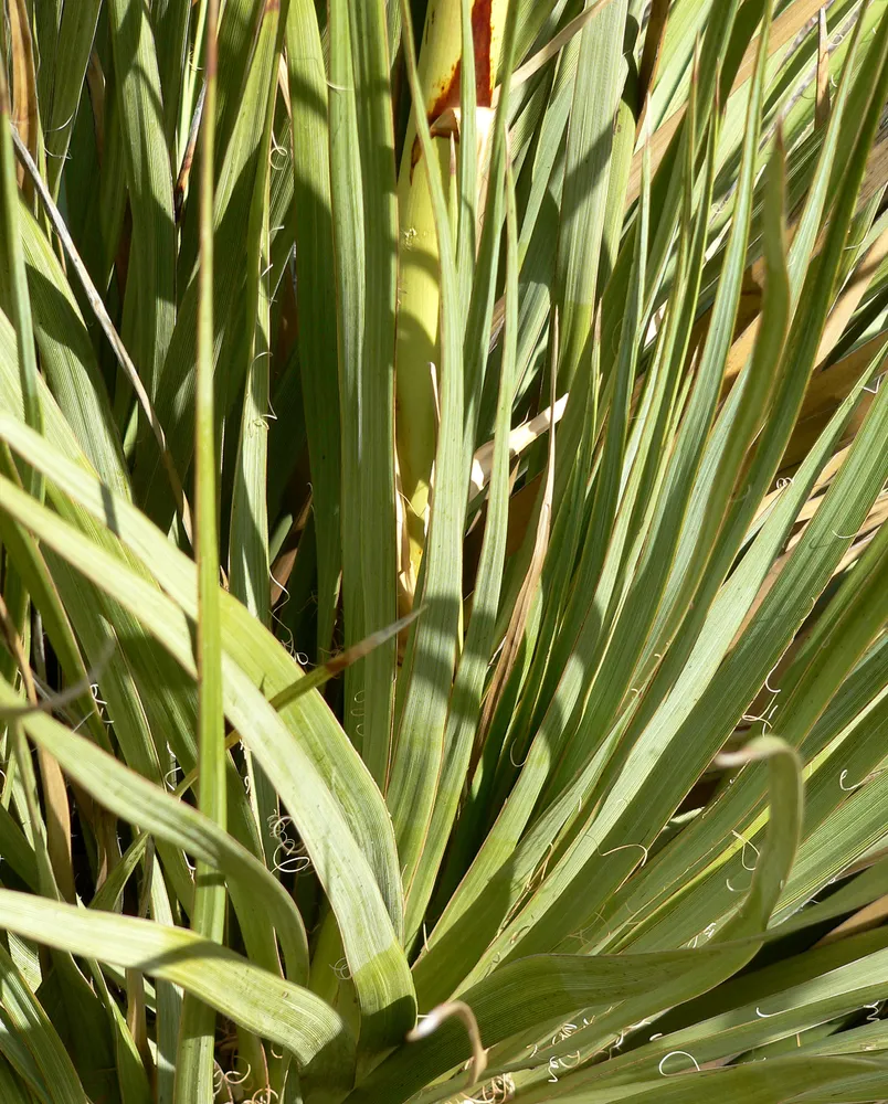 nolina bigelovii plant showing characteristic features