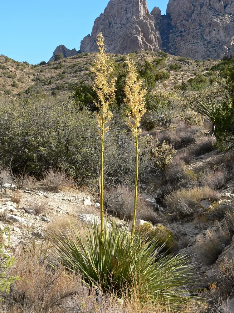 nolina bigelovii plant showing characteristic features