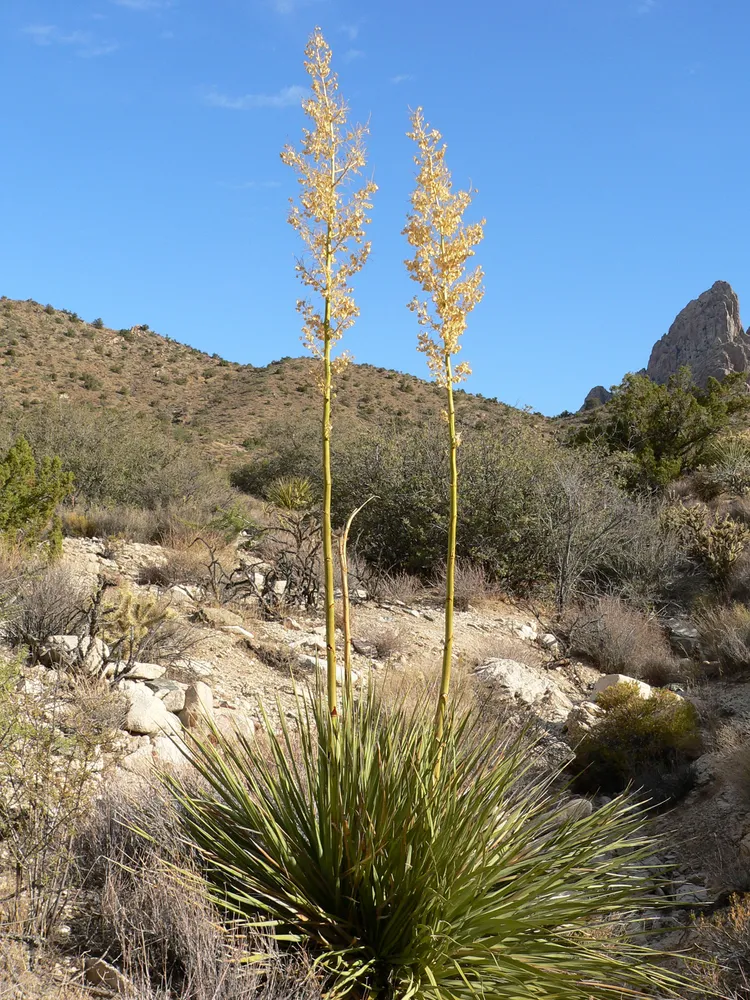 nolina bigelovii plant showing characteristic features