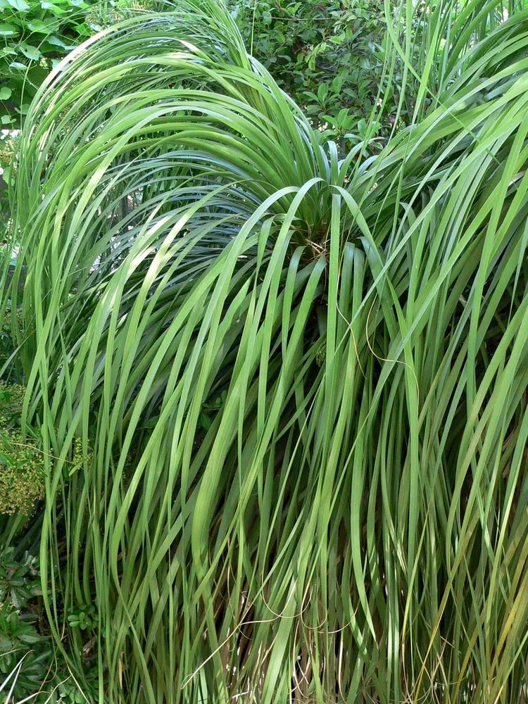nolina bigelovii plant showing characteristic features