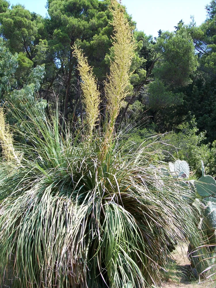 nolina longifolia plant showing characteristic features
