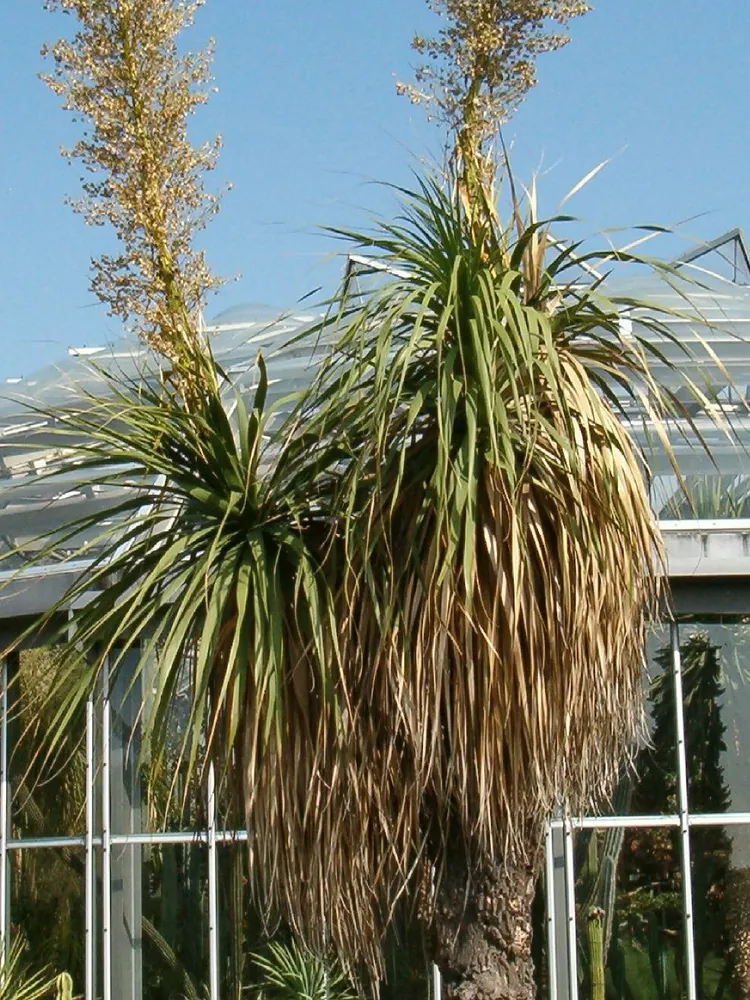 nolina longifolia plant showing characteristic features
