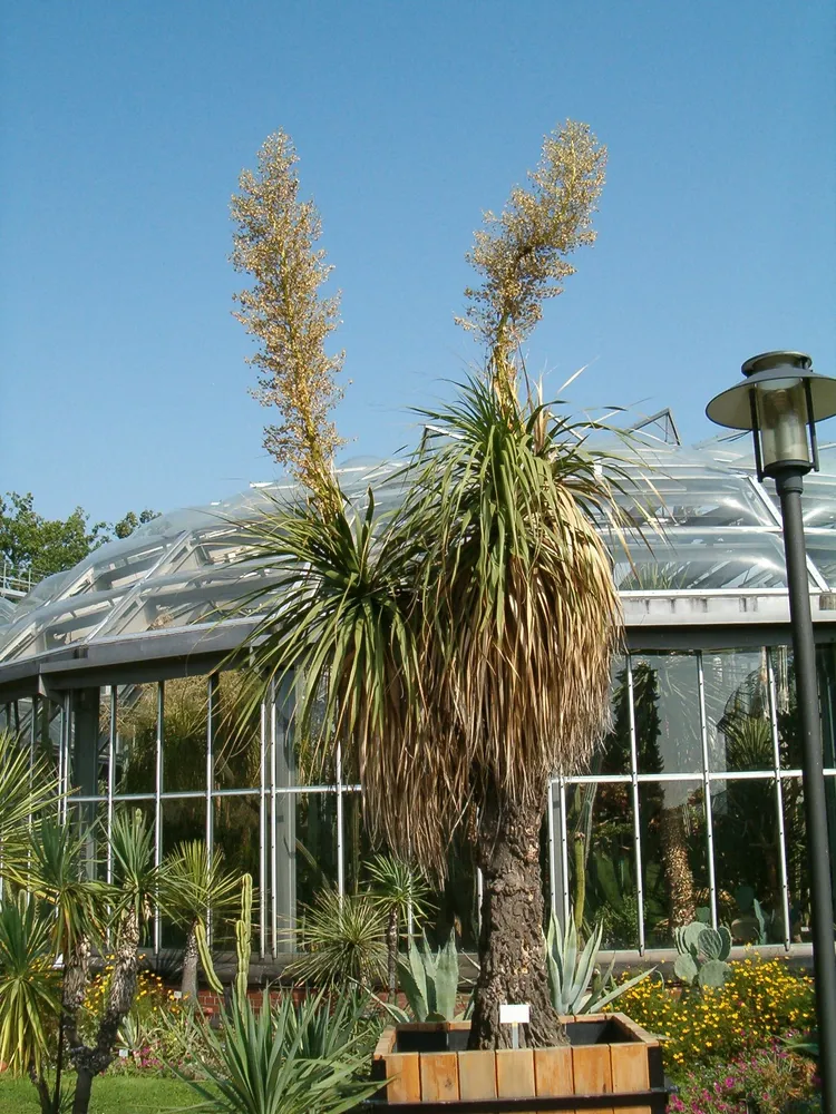 nolina longifolia plant showing characteristic features