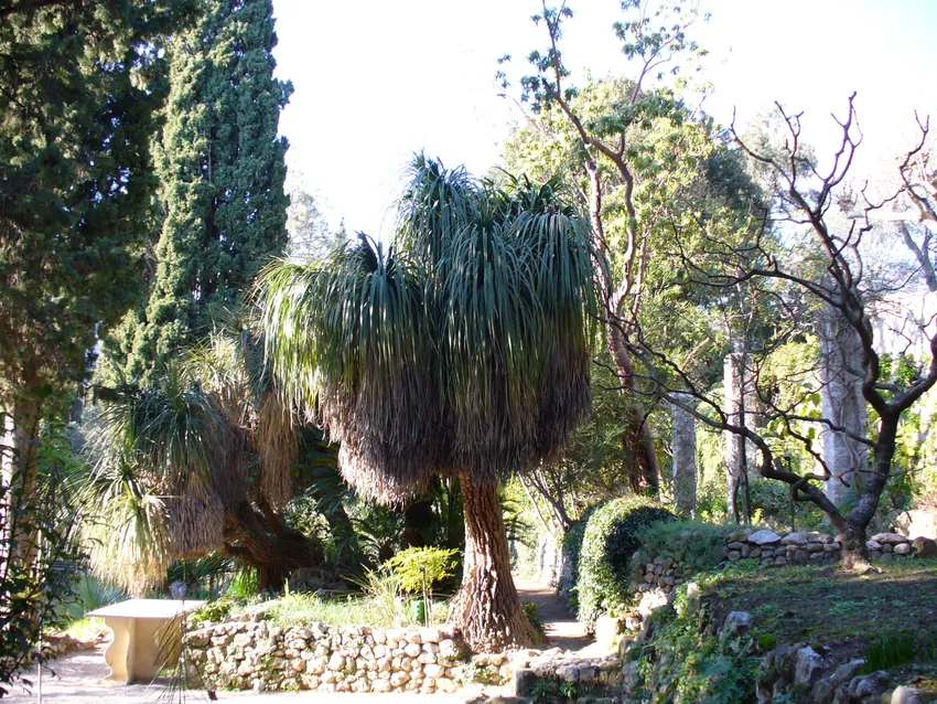 nolina longifolia plant showing characteristic features
