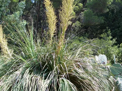 thumbnail nolina longifolia