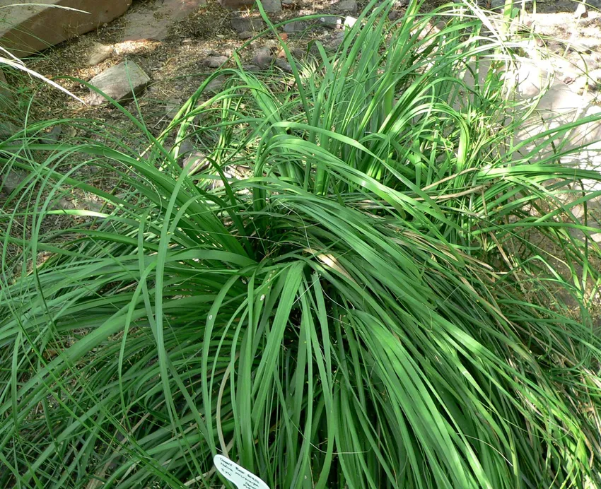 nolina microcarpa plant showing characteristic features
