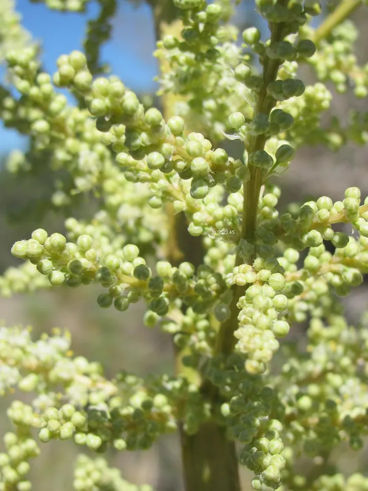 nolina microcarpa plant showing characteristic features
