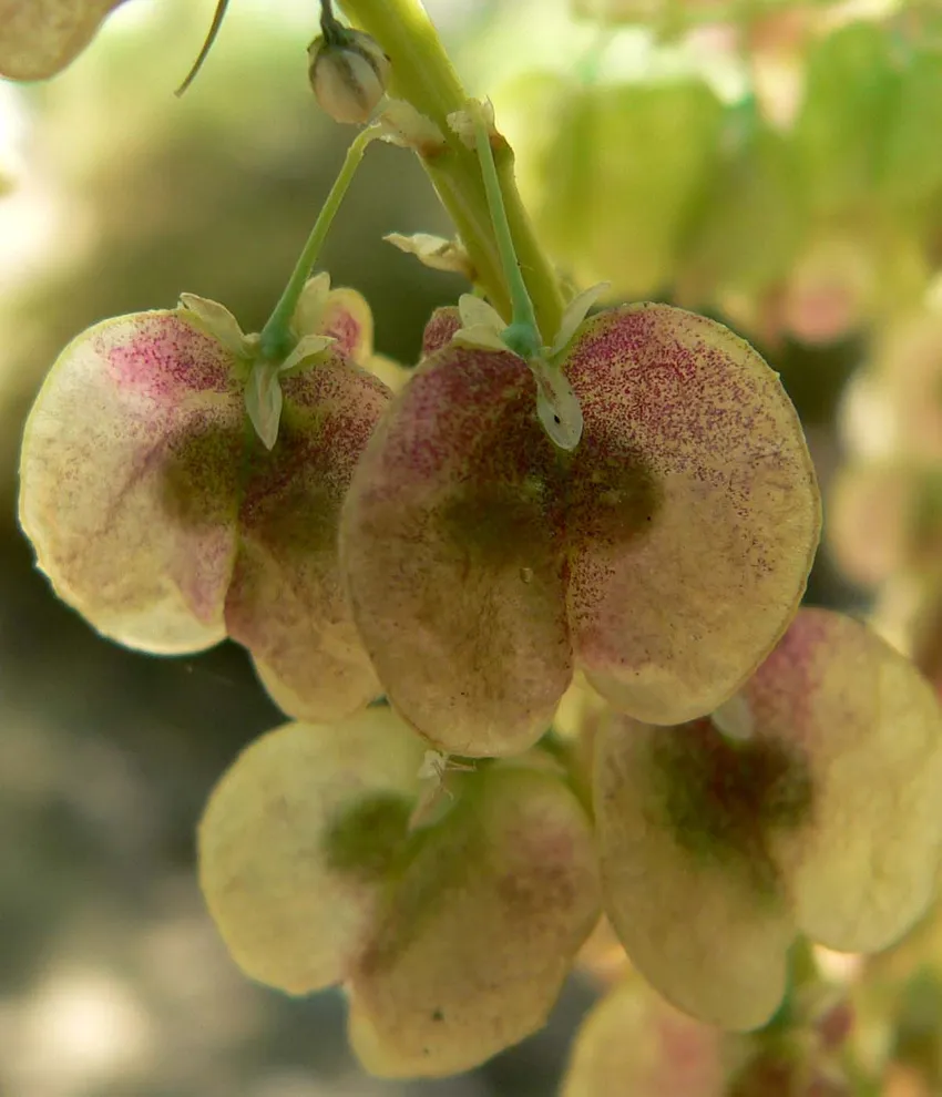 nolina microcarpa plant showing characteristic features