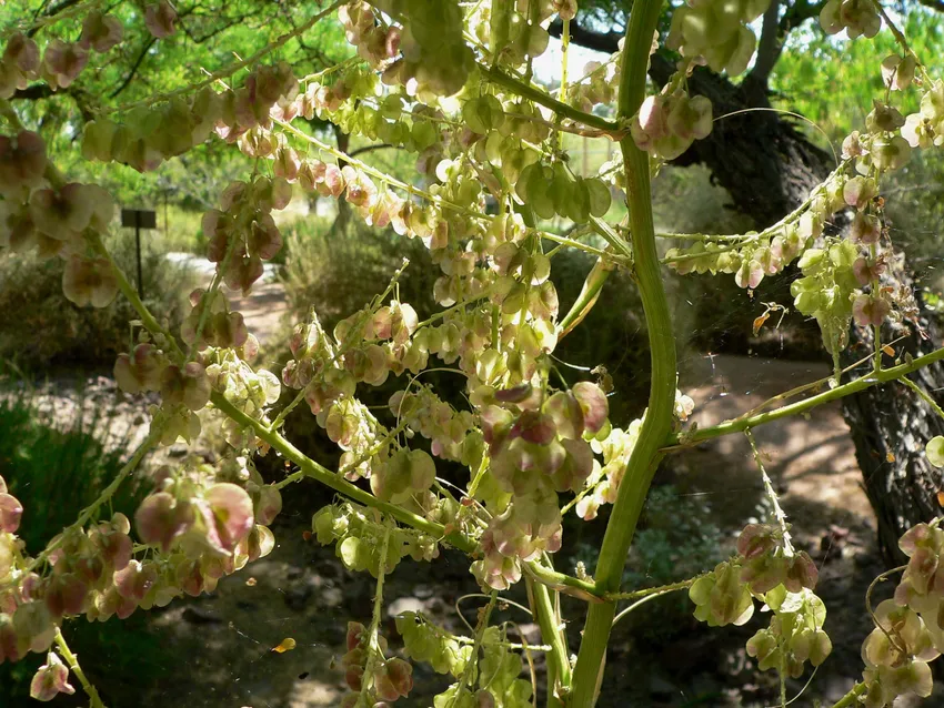 nolina microcarpa plant showing characteristic features