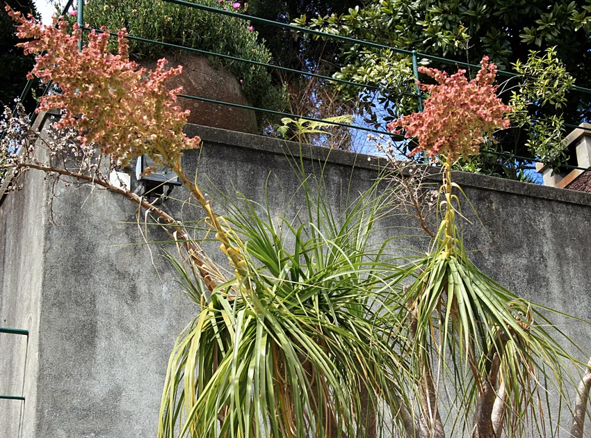 nolina recurvata plant showing characteristic features