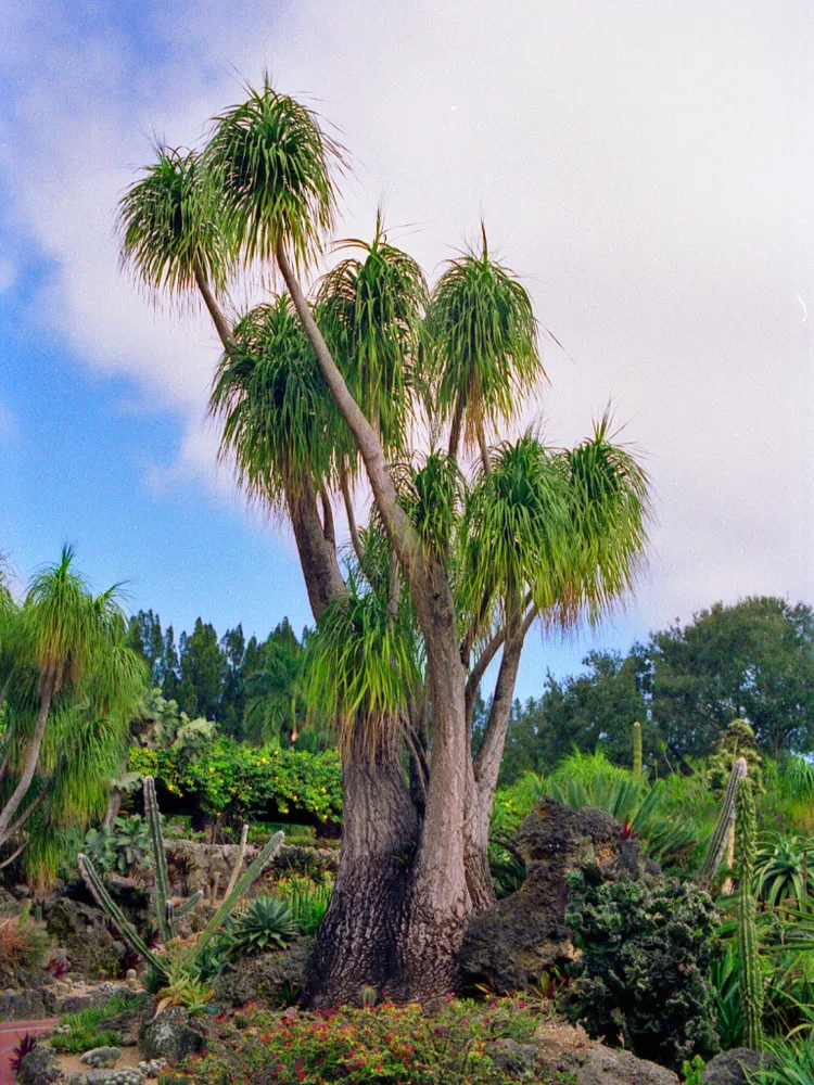 nolina recurvata plant showing characteristic features