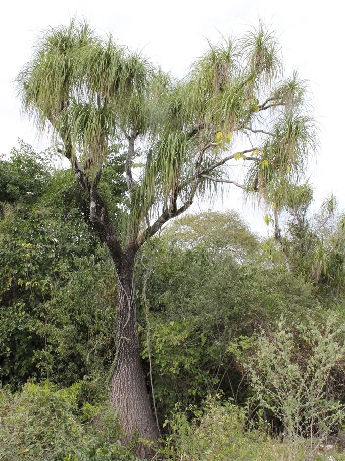 nolina recurvata plant showing characteristic features
