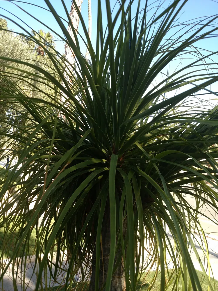nolina recurvata plant showing characteristic features