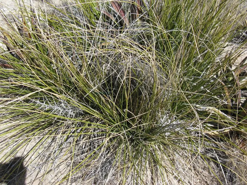 nolina texana plant showing characteristic features