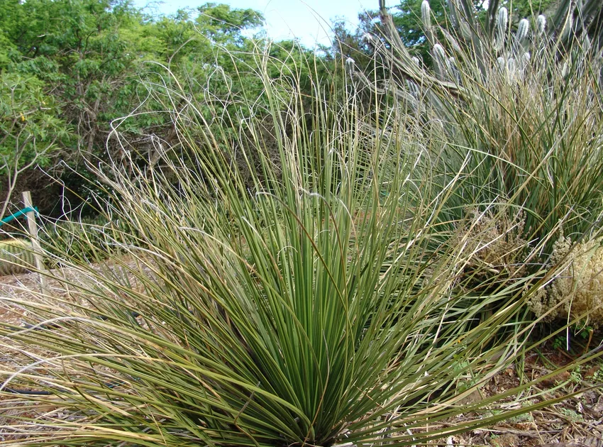 nolina texana plant showing characteristic features