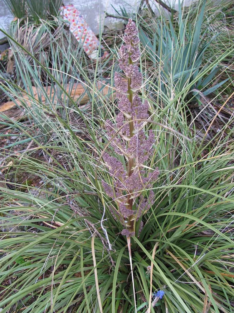 nolina texana plant showing characteristic features