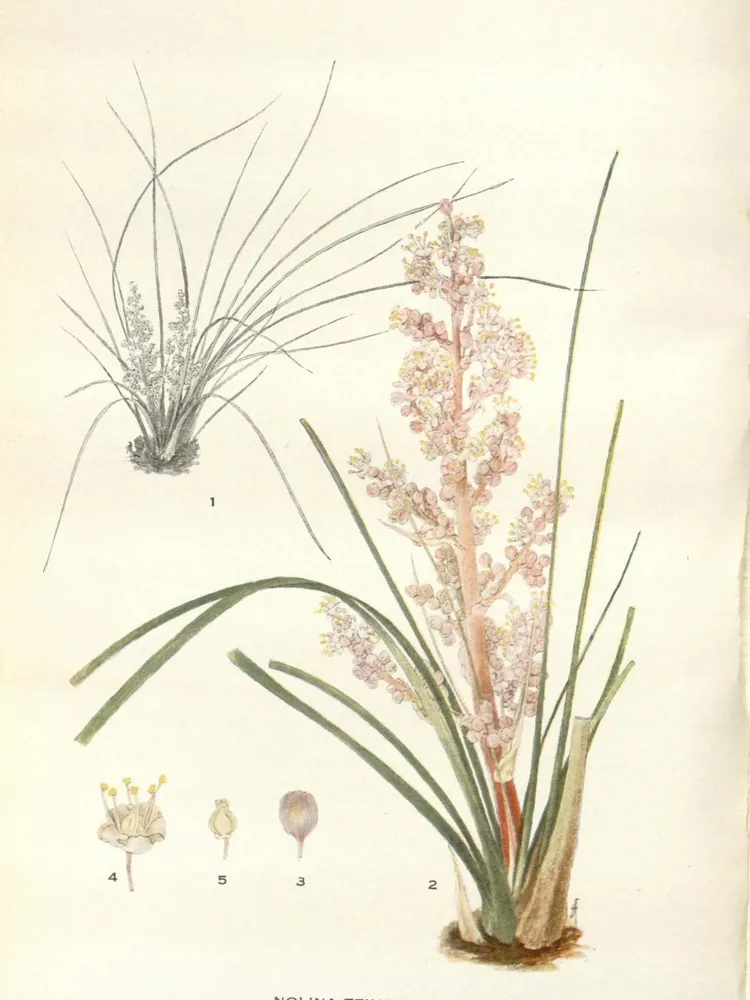 nolina texana plant showing characteristic features